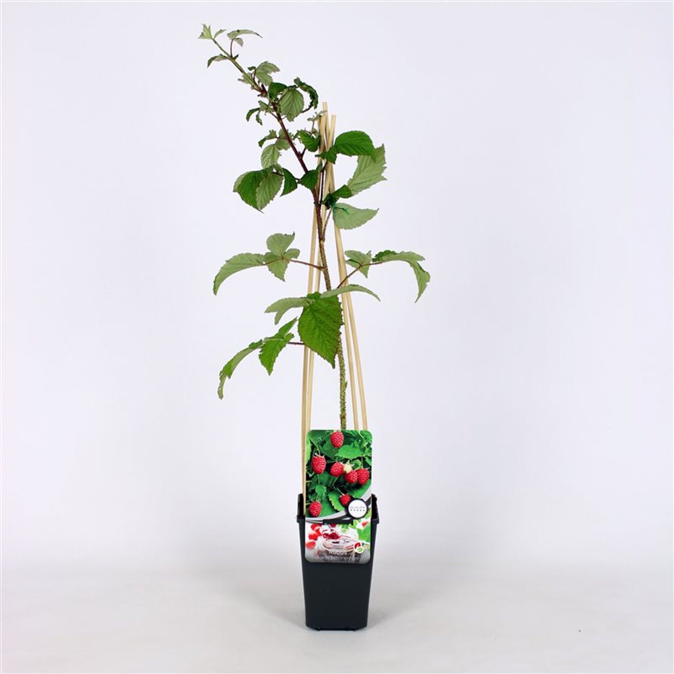 Rubus idaeus 'Schönemann' - C2 70/+ CM